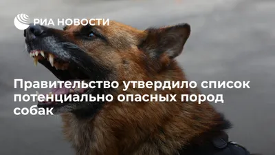 Дмитрий Медведев утвердил список потенциально опасных пород собак | МОЙ  РАЙON