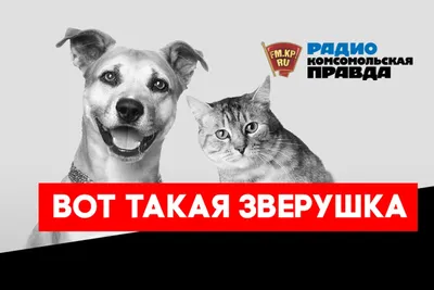 ОСАГО для собак: зачем депутаты Петербурга хотят ввести страховку для «потенциально  опасных» пород? | Sobaka.ru