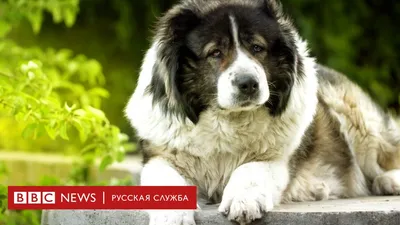 Полный список потенциально опасных пород собак, составленный МВД -  Аргументы Недели