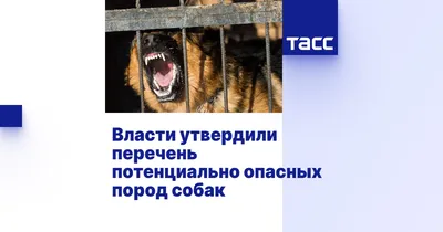 Ротвейлеров, бультерьеров, кавказских овчарок, доберманов и чёрных терьеров  предлагают включить в список потенциально опасных пород собак