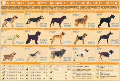 Породы собак
