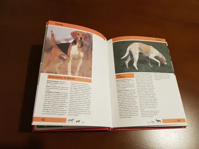 Фараонова собака (Pharaoh Hound) - небольшая, активная и умная порода собак.  Описание, фото и отзывы о породе.