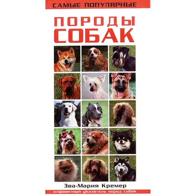 Столичные ветеринары рассказали об особенностях брахицефальных пород собак  / Новости города / Сайт Москвы