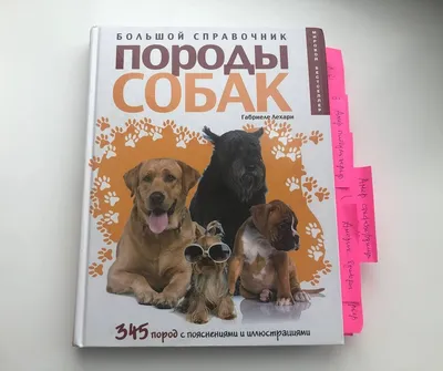 Лучшие породы собак средних размеров: названия, фото, описание, отзывы  кинологов