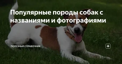 Самые популярные породы собак: ТОП-10 с описанием, фото и характеристиками.