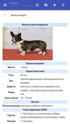 Породы собак: фото, названия и описание — ProPlan.ru