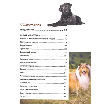 Маленькие породы собак: ТОП-6 с описанием, фото и характеристиками.