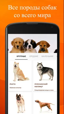 Скачать «Самые популярные породы собак Справочник начинающего собаковода»  Круковер В.И., Шкляев А.Н. в формате от 219 ₽ | Эксмо