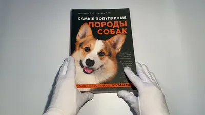 Породы собак – фотографии, названия и описания | Royal Canin