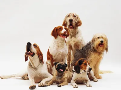 Каталог кормов PEDIGREE® для собак — купить в интернет-магазине