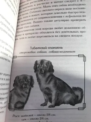 Опасные породы собак | У нас на Шлюзе