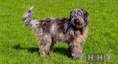 Породы собак — MyPets.kg