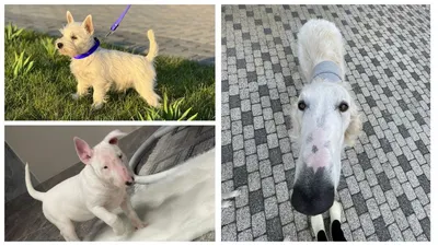 Центр для собак «Собака-Улыбака» | 🐕 Доберман 🐕 | Facebook