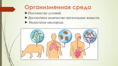 Открытый конкурс проектов «Среда возможностей»