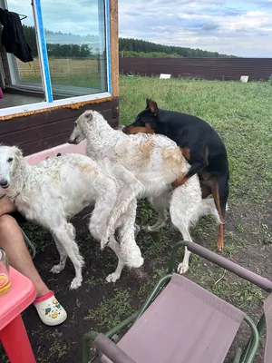 Торшер собака Poop Dog. Купить лампу-собаку с доставкой. Какающая собака  лампа Ledcube