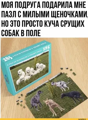 Собака в The Division живёт своей жизнью