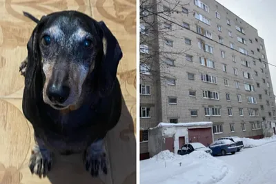 Собака в городе | \"PIT MUST SURVIVE\" | Дзен