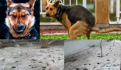 Торшер собака Poop Dog. Купить лампу-собаку с доставкой. Какающая собака  лампа Ledcube