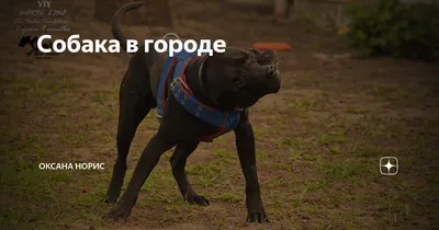 Ярославцы разругались из-за мест для выгула собак | Сосед избил  пенсионерку, прыснул газовым баллончиком | Где нельзя выгуливать собак - 19  февраля 2022 - 76.ru