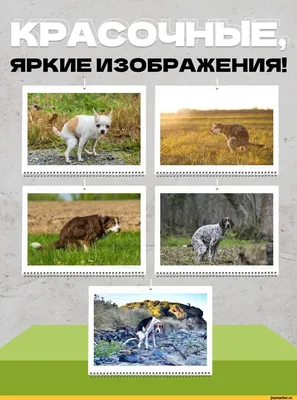 Елочная игрушка Какающая собака Новый год 2024 - купить по выгодным ценам в  интернет-магазине OZON (1261677304)