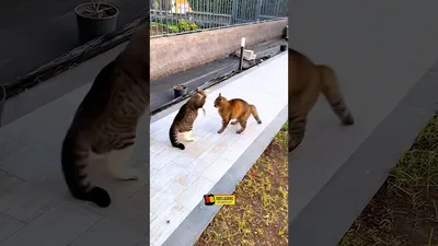 Срущая собака
