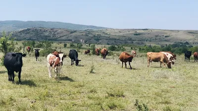 стадо коров пасется на зеленом лугу, корова, луговая трава, Курбан байрам  фон картинки и Фото для бесплатной загрузки