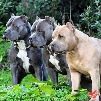 staff #pitbull #верныйдруг #amstaff #собака#pit #bul #пес#pitistaff#порода  #питбуль... | Bully breeds dogs, Pitbull dog breed, Dog breeds