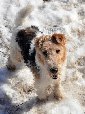 ЗООСАЛОН г. Московский on Instagram: \"Моем 🐾 🧼 правильно! Зачем вообще  собаке мыть лапы, ведь их можно просто протереть тряпкой или  антибактериальной салфеткой? Однако на своих лапах собаки могут принести в  дом