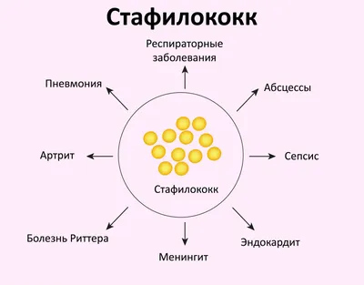 Заболевания глаз у собак: какие бывают, их причины и лечение | Домашние  животные. Ветеринария | Дзен