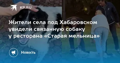 Там, где старая мельница… Как в Чувашии журналист развивает агротуризм |  СЕЛЬСКОЕ ХОЗЯЙСТВО:Развитие | СЕЛЬСКОЕ ХОЗЯЙСТВО | АиФ Чебоксары