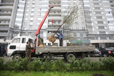 В рабочем районе Челябинска разбили липовую аллею