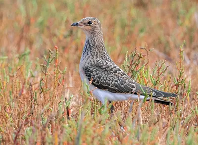 Степная пустельга (Фауна Казахстана) · iNaturalist