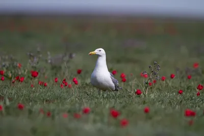 Птицы цветущих степей.