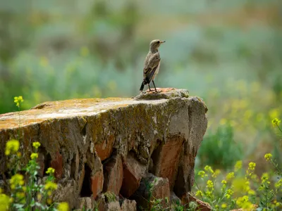 Фотография Степная пустельга (Falco naumanni) Птицы Дагестана | Фотобанк  ГеоФото/GeoPhoto | GetImages Group