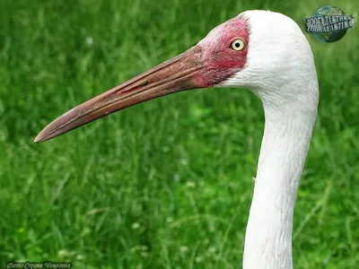 Стерх, или белый журавль (Grus leucogeranus) – Астраханский биосферный  заповедник