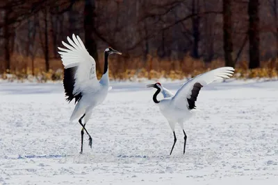 Стерх или белый журавль (Grus leucogeranus). Фотогалерея птиц. Фотографии  птиц России, Беларуси, Украины, Казахстана, Таджикистана, Азербайджана.