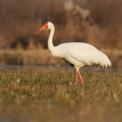 Стерх или белый журавль (Grus leucogeranus). Фотогалерея птиц. Фотографии  птиц России, Беларуси, Украины, Казахстана, Таджикистана, Азербайджана.