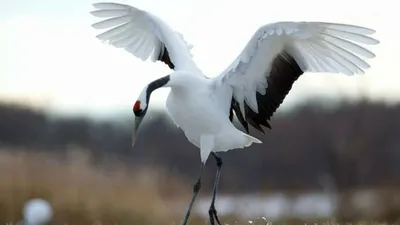 Стерх или белый журавль (Grus leucogeranus). Фотогалерея птиц. Фотографии  птиц России, Беларуси, Украины, Казахстана, Таджикистана, Азербайджана.