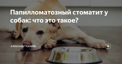 Загляни в рот. Часть 2 | ВКонтакте