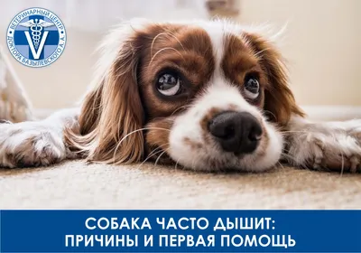 Ветеринарная стоматология
