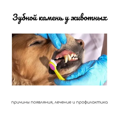 Болят зубы у собаки: как понять и что делать? | Блог зоомагазина  Zootovary.com