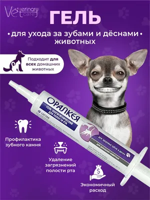 Стоматит у кошек: причины и лечение | Ветеринарный центр Успех