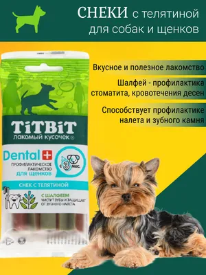 Управление ветеринарии Брянской области - Ультразвуковое удаление зубного  камня у собак и кошек