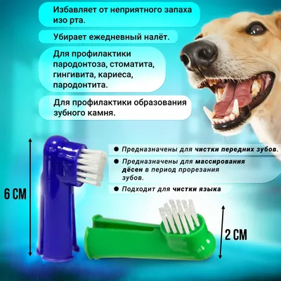 Нужно ли чистить зубы собаке? | Labrador Bruno🤎 | Дзен