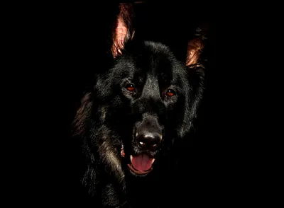 Собака отказывается от еды — причины и рекомендации | Pet Bistro
