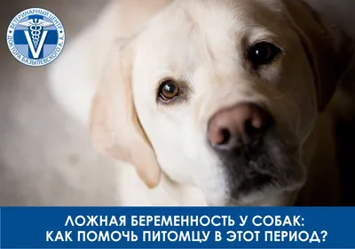 Демодекоз у собак - схема лечения, фото, симптомы и признаки заболевания