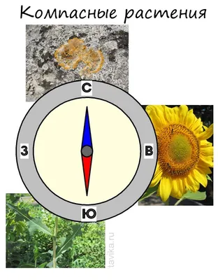 Как определить стороны света без компаса: подсказки для забывчивых | Поход  лайфхак | Дзен