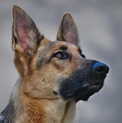 Московская сторожевая собака 🐶 — характер собаки и советы по уходу