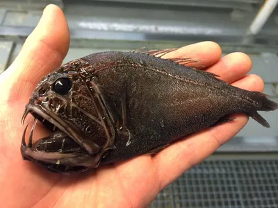 Самая страшная рыба в мире (50 фото)