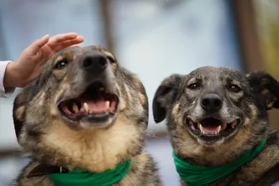 Самые страшные собаки в мире: фото и описание — Pet-Mir.ru